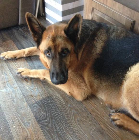 Meet your Posher, Susan - Picture 1 of 1